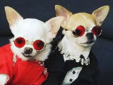 La mode pour chien s'expose au New York Pet Fashion Show