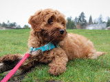 Harnais Easy Walk : le harnais pour chien qui tire fort
