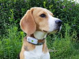 Un chien portant un collier GPS de traçage