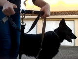 Présentation du harnais Easy Walk, adapté aux chiens qui tirent fort