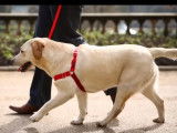 Comment dresser son chien avec le harnais Easy Walk