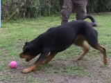 Une balle pour chien qui roule toute seule