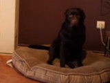 Où mettre le panier de son chien et à quoi sert-il ?