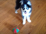Un Pomsky joue avec une balle