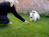 Un Sealyham Terrier avec son jouet Kong
