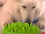 Des accessoires anti-obésité pour chiens et chats