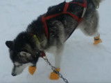Test de bottines polaires pour chien de traîneau