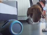 Test de l'AirTag d'Apple pour retrouver son chien (vidéo)