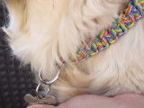 Comment réaliser un collier pour chien en paracorde