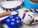 Divers accessoires pour chiens