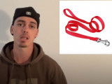 Revue rapide des divers types de colliers pour chien