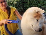 Test du pulseur d'air pour toiletter son chien
