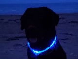 Comment fabriquer un collier lumineux pour son chien