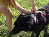 Test de l'AirTag d'Apple pour retrouver son chien