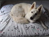 Comment réaliser facilement un coussin pour son chien