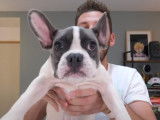 Concours de cadeaux pour chiens entre Pierre Croce et Emy