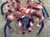 Compilation de costumes d'Halloween pour chien