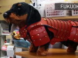 Au Japon, on peut déguiser son chien ou son chat en samouraï