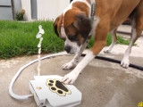 Le jet d'eau automatique pour chien indispensable en été