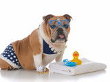 Un Bouledogue Anglais vêtu d'un bikini pour chien