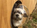 Un chien en train de regarder par un hublot pour chien