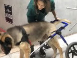 Comment équiper son chien handicapé d'un fauteuil roulant ?
