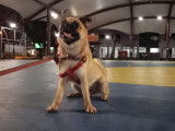 Un Pom-a-Pug court après une balle