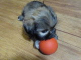 Ce jeune Shinese mordille une balle