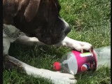 Cet American Bully Staffy Bull Terrier joue avec une bouteille