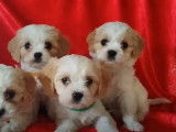 Quatre adorables Cavachon