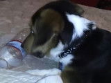 Un Corgi Basset mord une bouteille en plastique