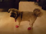 La maîtresse de ce Shiffon lui a mis des petits chaussons