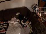 Un Cosheltie attrape son jouet sur le canapé