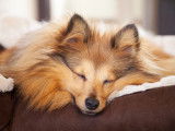 Un Sheltie dort dans son panier