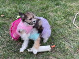 Des Shi Chi en tutu