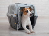 Un Jack Russel installé dans sa caisse de transport