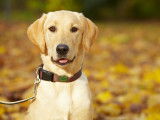 Collier pour chien : choix, usage, entretien...