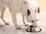 Un chien blanc mange dans sa gamelle