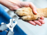 Le coupe-ongle pour chien - Quel matériel utiliser pour toiletter son chien ?