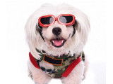 Lunettes pour chien : la mode des Doggles
