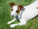 Un Jack Russell avec un collier anti-fugue est allongé dans l'herbe