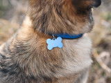 Vue proche d'un chien avec un collier et une médaille