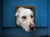 Un chien Labrador passe la tête par une chatière