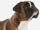 Collier étrangleur pour chien : avantages, danger et conseils