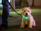 Un chien portant un collier lumineux vert lors d'une sortie