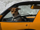 Comment transporter un chien en voiture de manière sécurisée