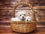 Panier, coussin, tapis, corbeille... : comment choisir le couchage de son chien ?