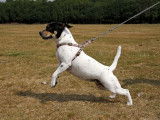 Harnais pour chien : avantages, choix, prix, conseils...