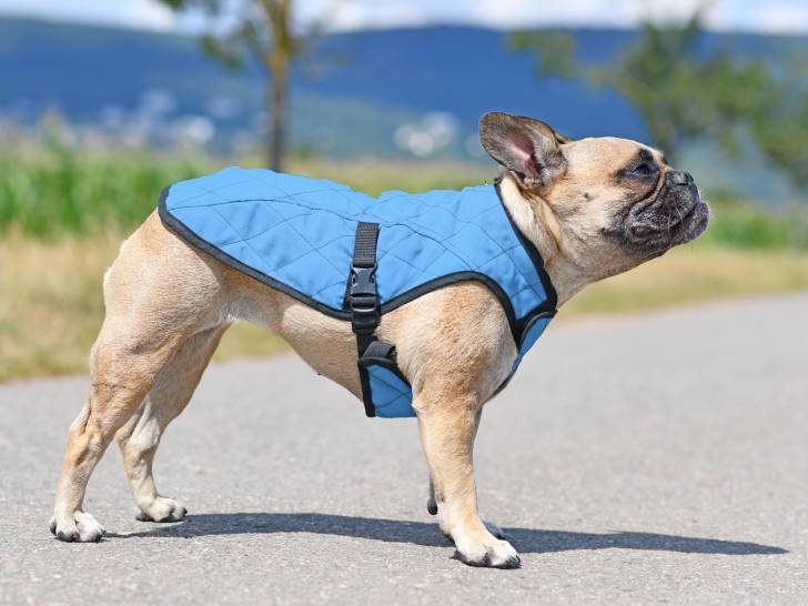 manteau pour chien utile ou pas