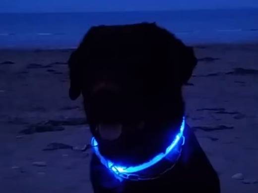 Comment choisir un collier lumineux pour son chien ?
